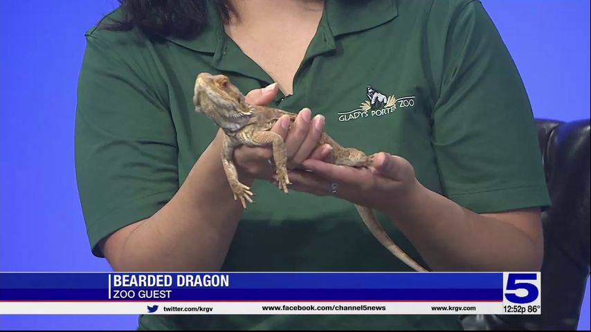 Zoo Guest: Bearded dragon