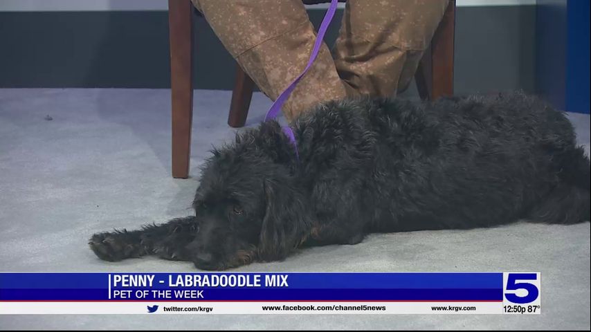 Pet of the Week: Penny the labradoodle mix