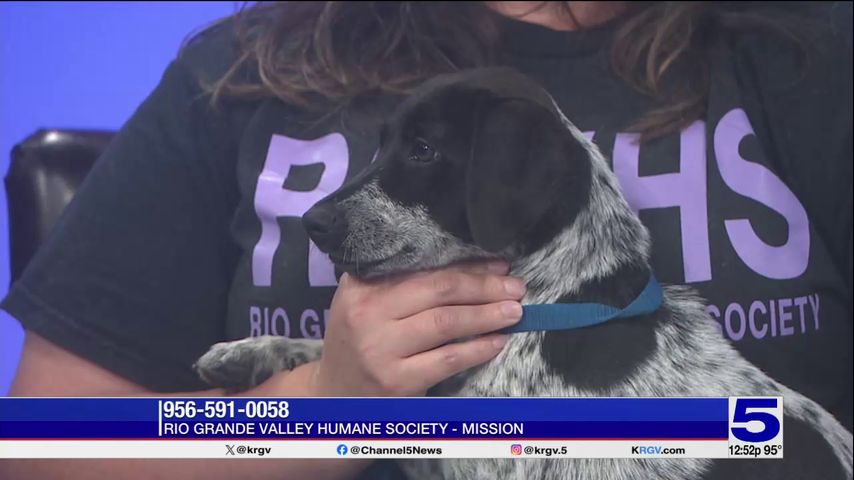 Pet of the Week: Lexi Gray, the Pointer short-hair mix