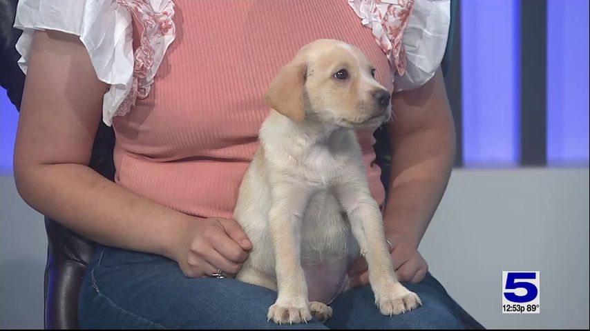 Pet of the Week: Janel the Labrador-Golden Retriever mix