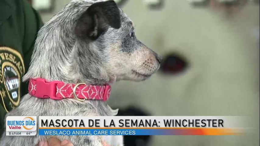 Mascota de la Semana: ¡Conozca al adorable cachorro Winchester!