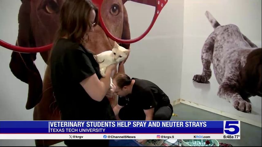 Texas Tech University students help spay, neuter pets at Palm Valley Animal Society