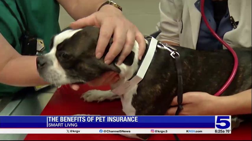 Smart Living: The benefits of pet insurance