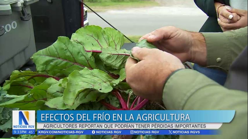 Agricultores del Valle reportan perdidas económicas por el frío ártico