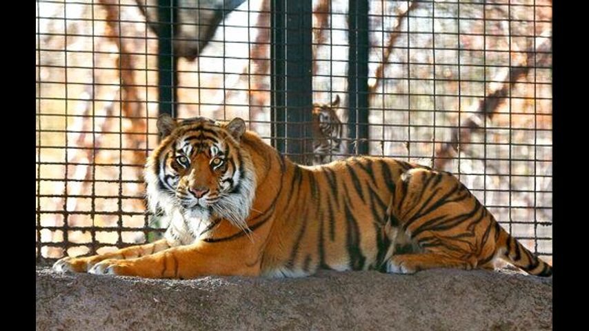 Kansas zookeeper attacked by tiger is out of intensive care