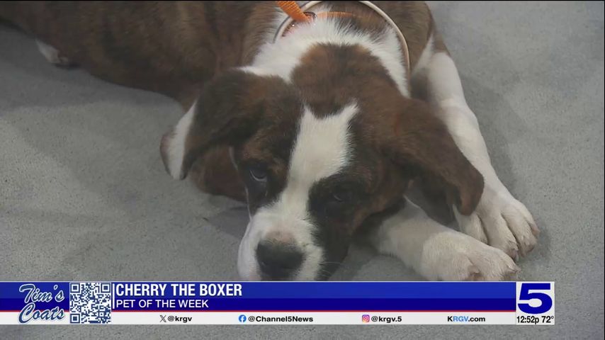 Pet of the Week: Cherry, the Boxer