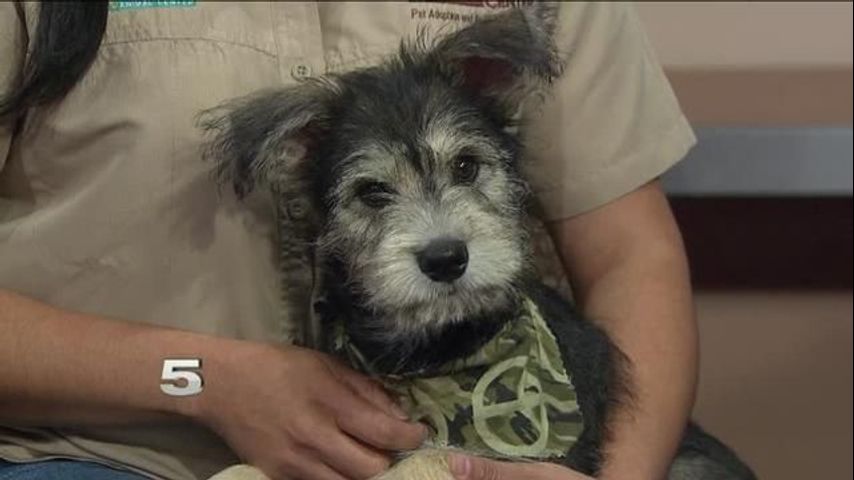 Pet of the Week: Ryan