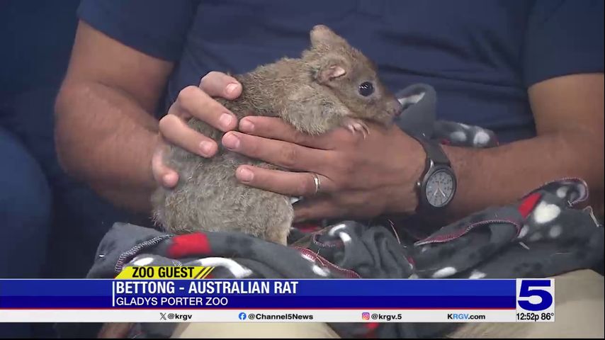 Zoo Guest: Bettong the Australian Rat