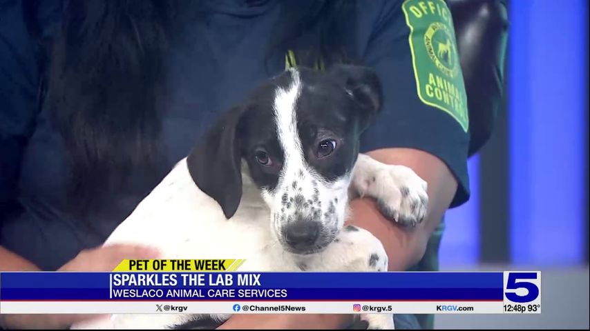 Pet of the Week: Sparkles, the lab mix