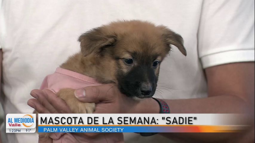 Mascota de la Semana: Sadie en busca de un hogar
