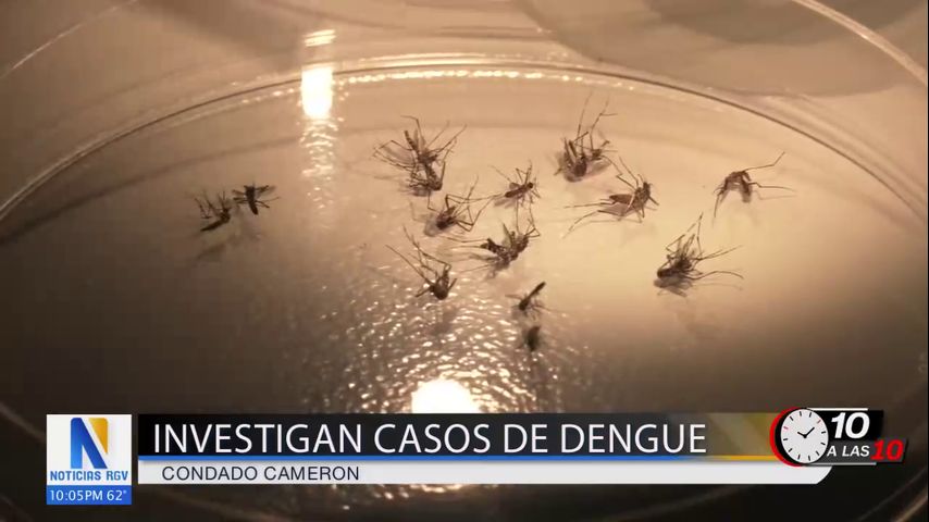 Identifican aumento de actividad de enfermedades transmitidas por mosquitos en el condado Cameron