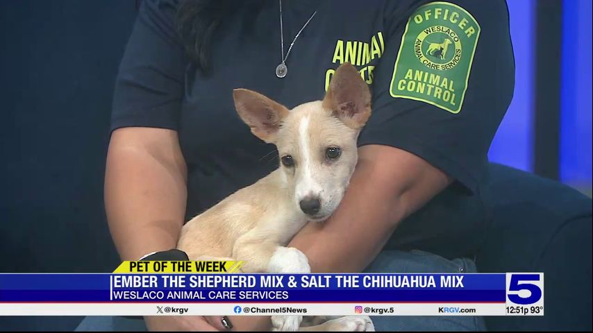 Pet of the Week: Ember the Shepherd mix and Salt the Chihuahua mix