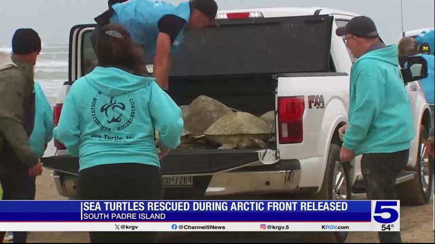 Hundreds of sea turtles rescued during Arctic blast released