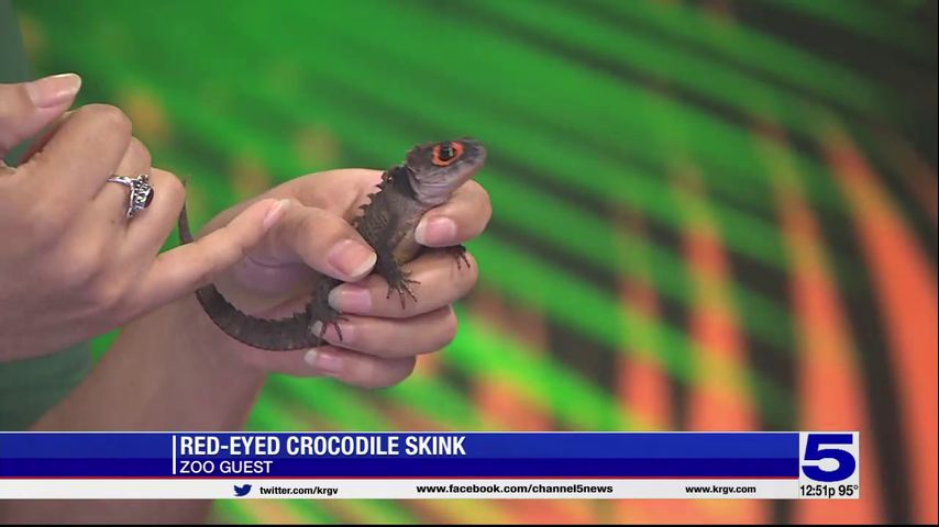 Zoo Guest: Red-eyed crocodile skink