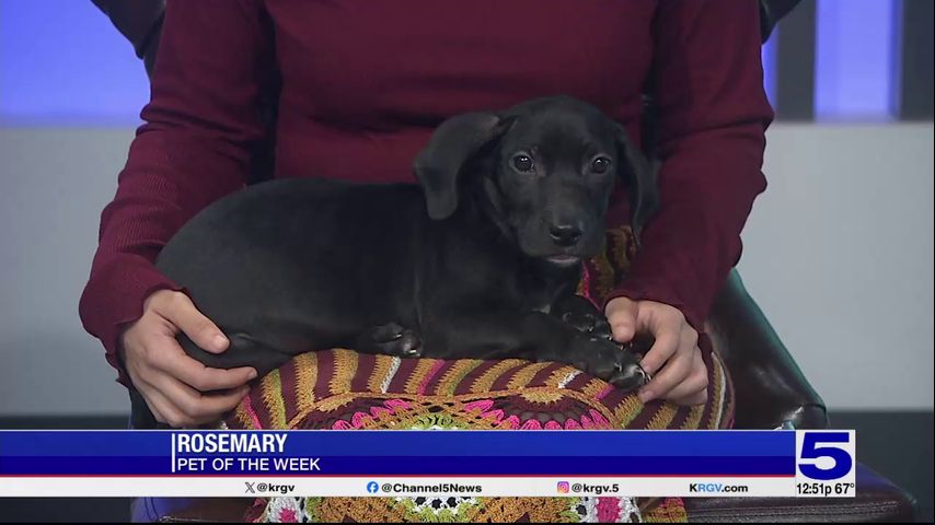 Pet of the Week: Rosemary