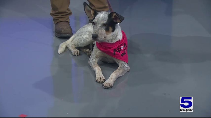 Pet of the Week: Rhea, the Blue Heeler mix