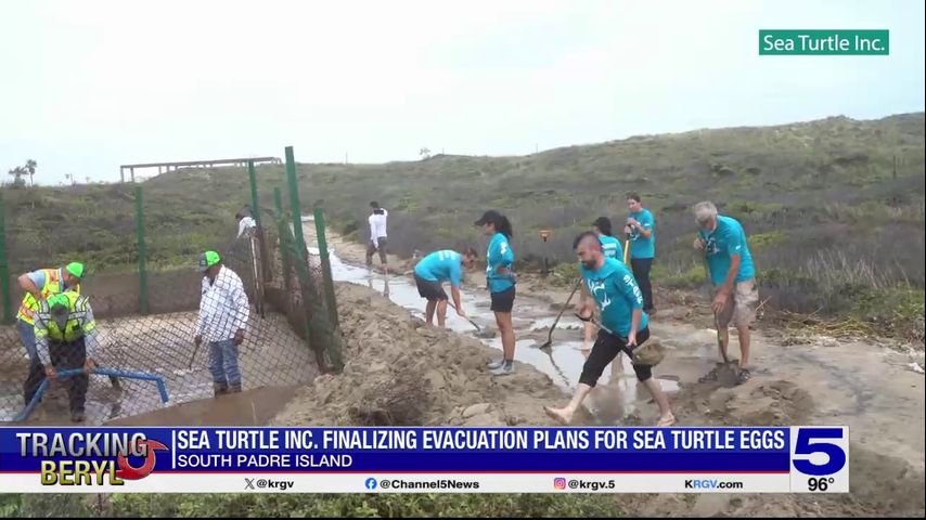 Sea Turtle Inc. working to protect turtle eggs from Beryl's potential impact