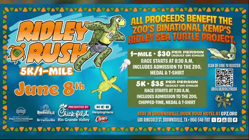 Gladys Porter Zoo hosting 8th Annual Ridley Rush