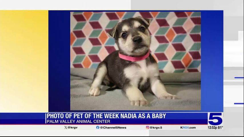 Pet of the Week: Nadia from the Palm Valley Animal Society