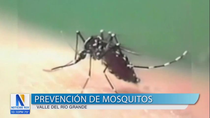 El calor y la lluvia aumentan la amenaza de mosquitos en el Valle esta semana