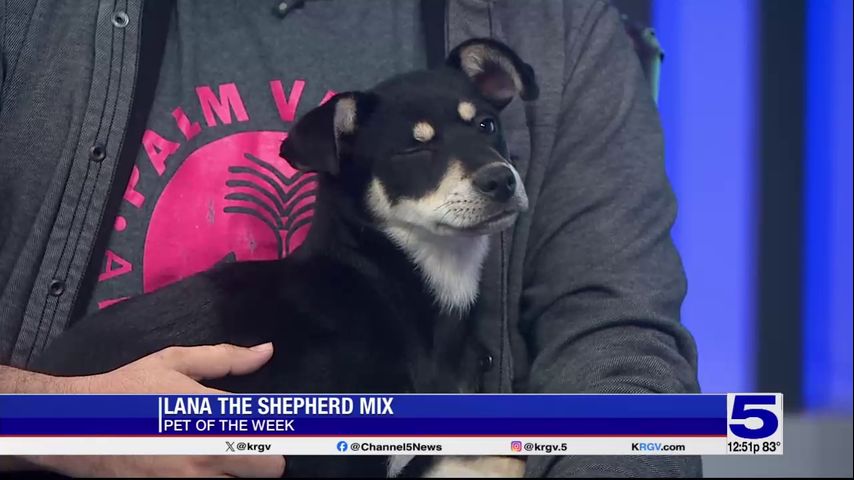 Pet of the Week: Lana, the Shepherd mix