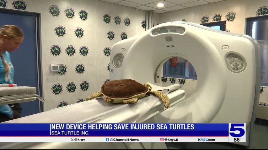 Sea Turtle Inc. has new device to help injured sea turtles at South Padre Island