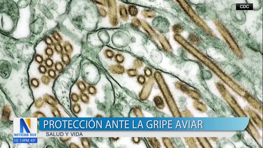 Preocupación después de la primera muerte de la gripe aviar