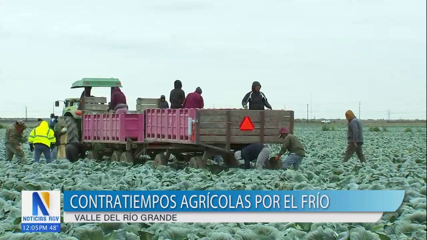 Agricultores del Valle redoblan esfuerzos ante ola de frío para proteger sus cosechas