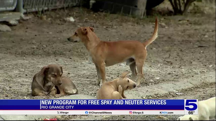 Rio Grande City combating stray animal population with free spay and neuter services