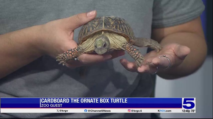 Zoo Guest: Cardboard, the ornate box turtle