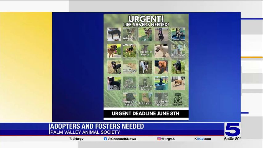 Palm Valley Animal Society in urgent need of fosters, adopters