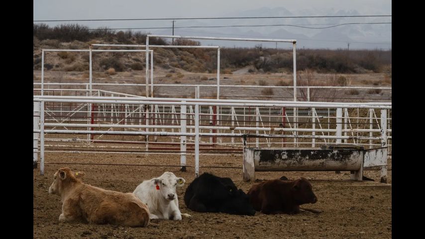 Texas’ plan to stop a parasitic fly from destroying its cattle population is far from complete