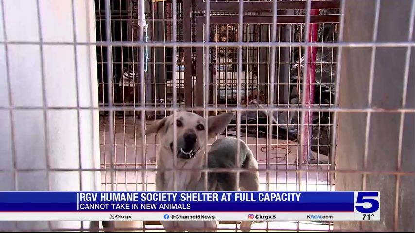 RGV Humane Society shelter at full capacity, asking for donations