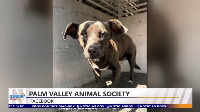 Evento de adopción de mascotas en Edinburg