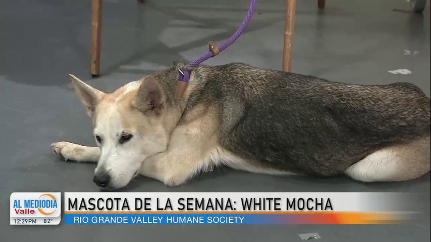 RGV Humane Society presenta a White Mocha, la mascota de la semana