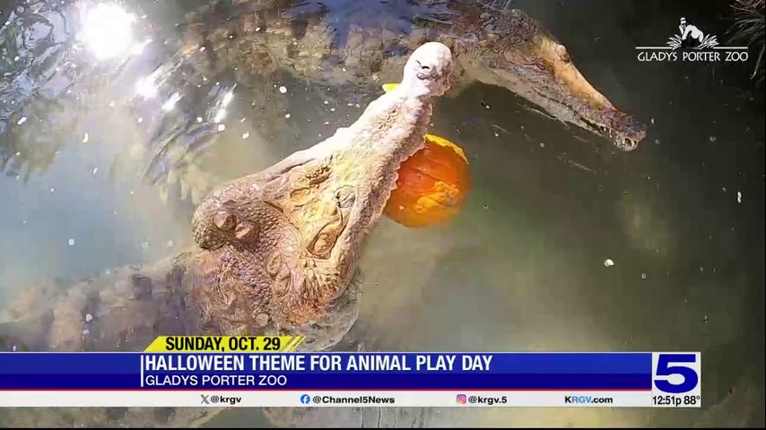 Zoo Guest: Broad-snouted caiman