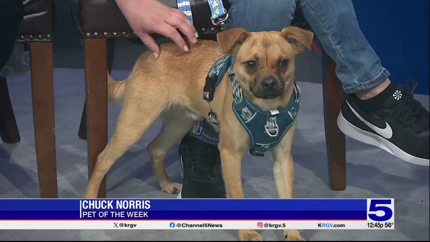 Pet of the Week: Chuck Norris, the chihuahua pug mix