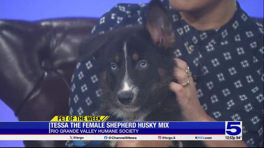 Pet of the Week: Tessa, the female Shepherd Husky mix