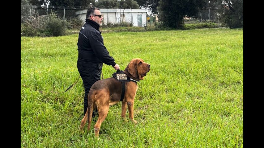 Italy outraged at killing of police bloodhound, found dead after eating food laced with nails
