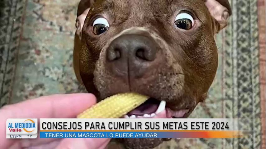 Salud y Vida: Una mascota podría ayudarle a cumplir sus metas del 2024