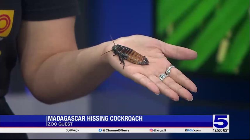 Zoo Guest: Madagascar hissing cockroach