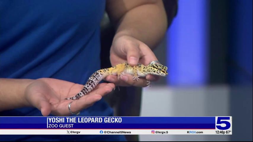 Zoo Guest: Yoshi the leopard gecko