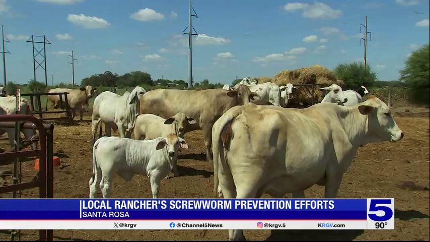Santa Rosa cattle rancher taking screwworm preventative efforts
