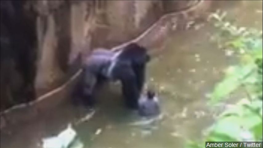 Renovated gorilla exhibit opens 1 year after Harambe's death