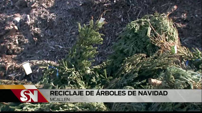 Ofrecen centros de reciclaje para árboles de Navidad en el Valle