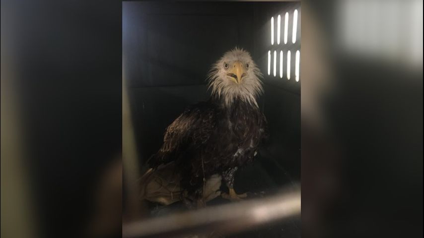 Injured bald eagle found in nation's capital, taken for care