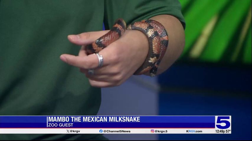 Zoo Guest: Mambo the Mexican milksnake