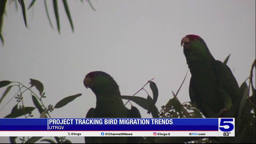 UTRGV project tracks bird migration trends and diseases
