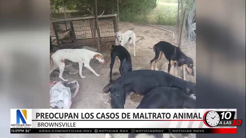 Aumentan los casos de maltrato animal en Brownsville