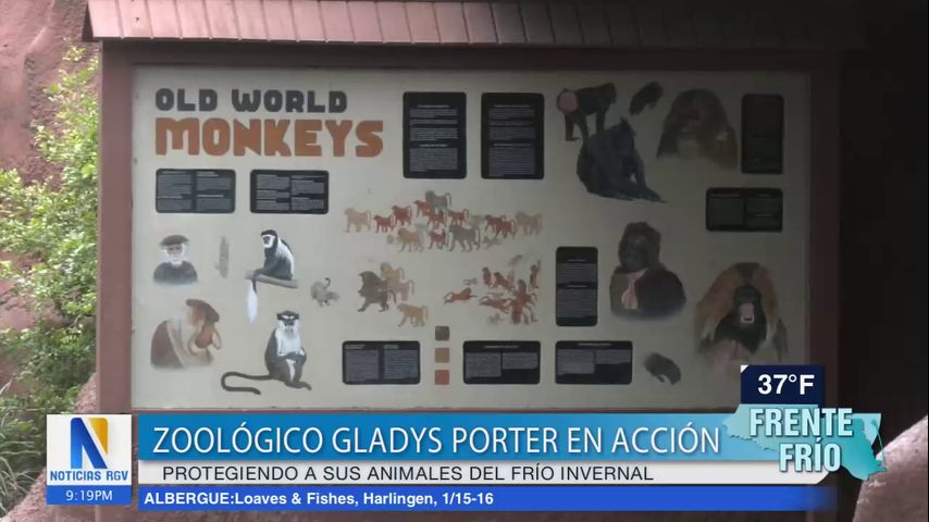 Animales del zoológico Gladys Porter son reubicados por las bajas temperaturas